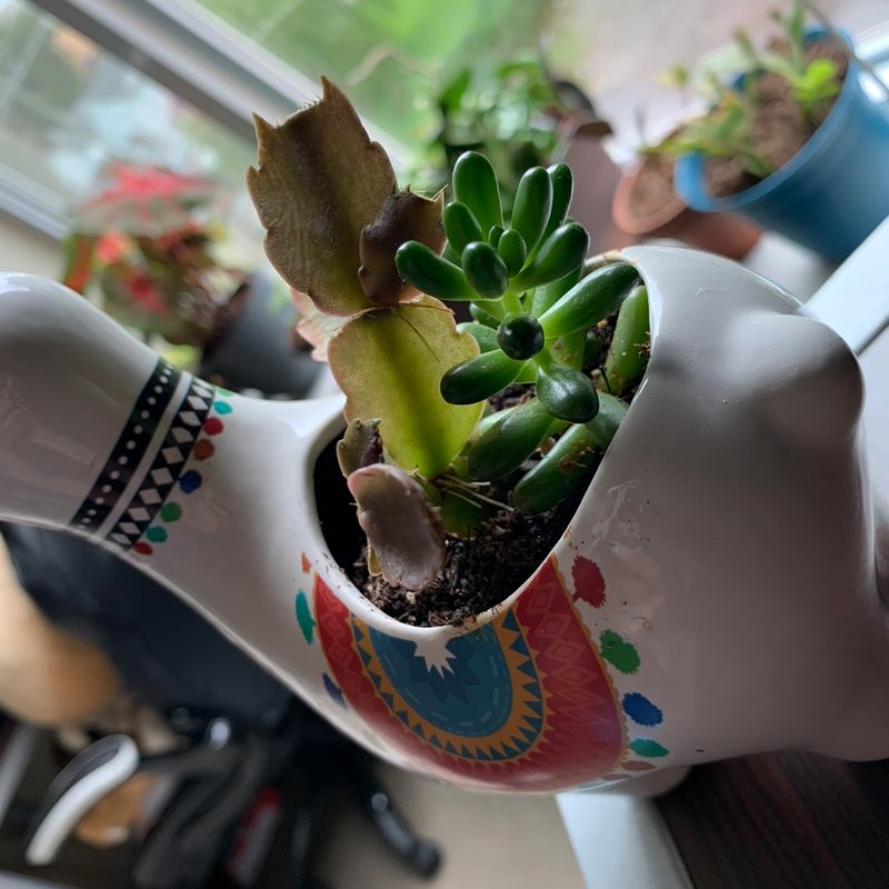 Jelly Bean Plant in a decorative pot with some browning leaves.