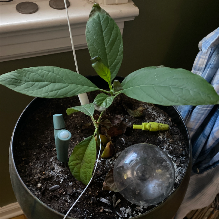 An avocado seedling growing in a pot, with a hand holding up one of its large, healthy green leaves.
