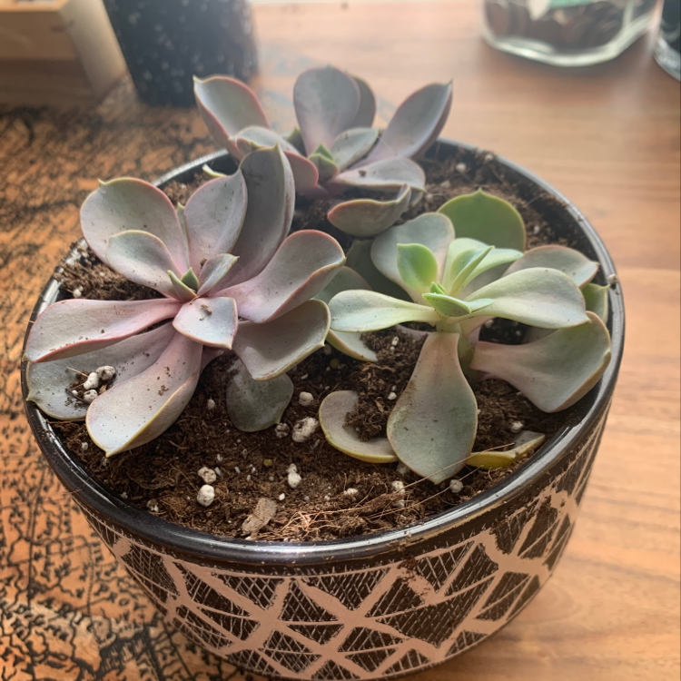 Potted Ghost Plant (Graptopetalum paraguayense) succulent in a decorative pot on a wooden surface.