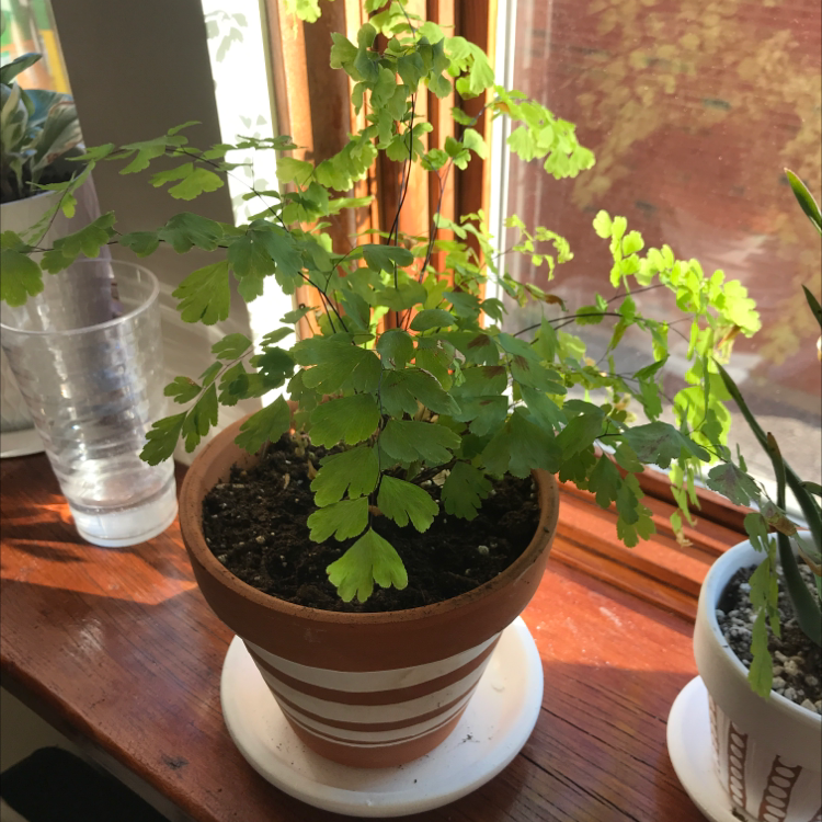 Potted Hemionitis raddiana plant on a windowsill with healthy green leaves.