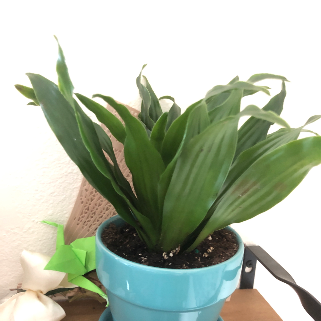 Photo of the plant species Rosa by Brantley named Khaleesi on Greg, the plant care app