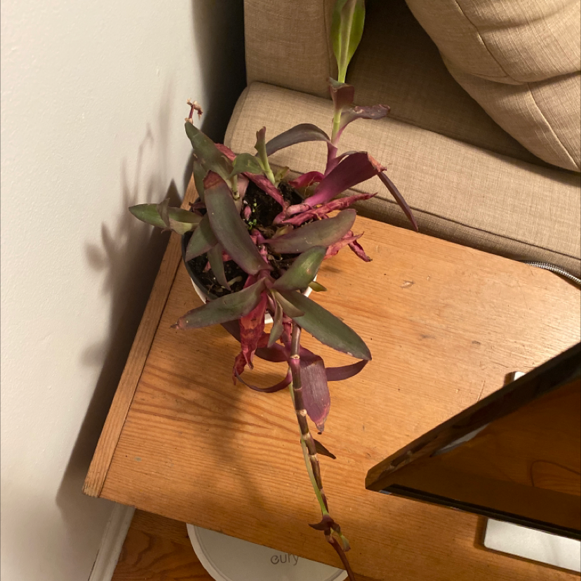 Healthy potted purple heart plant with vibrant purple cascading leaves sitting on a wooden surface.