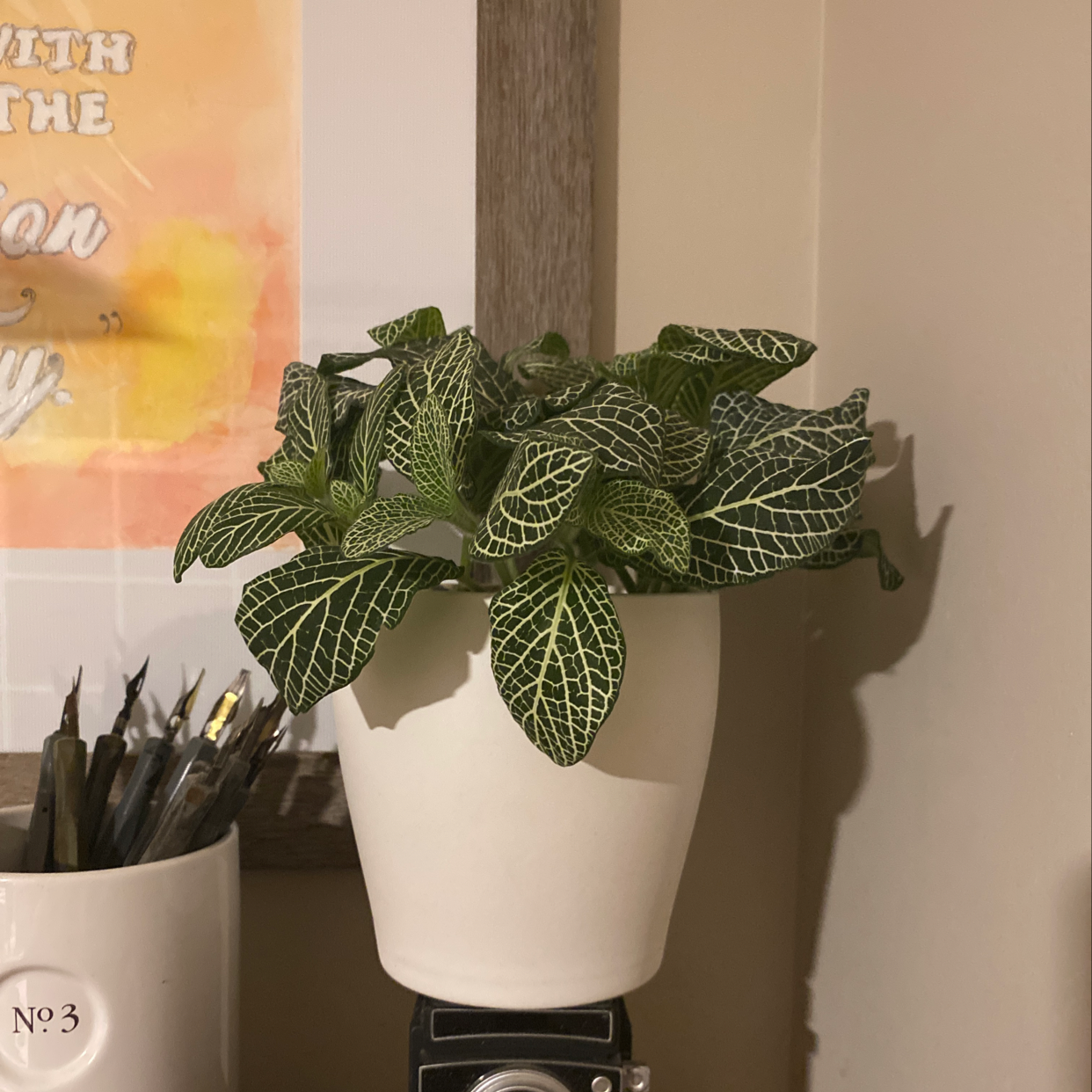 Nerve Plant (Fittonia) in a white pot with vibrant green leaves and white veins.