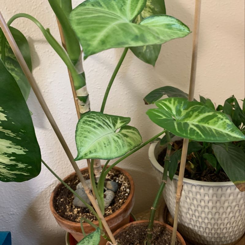 Healthy, thriving Arrowhead Plant with vibrant green and white variegated leaves in a decorative white pot.