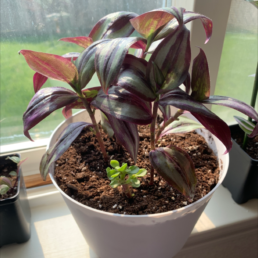 Healthy Ti plant with dark maroon and pink leaves in a white ceramic pot on a windowsill.