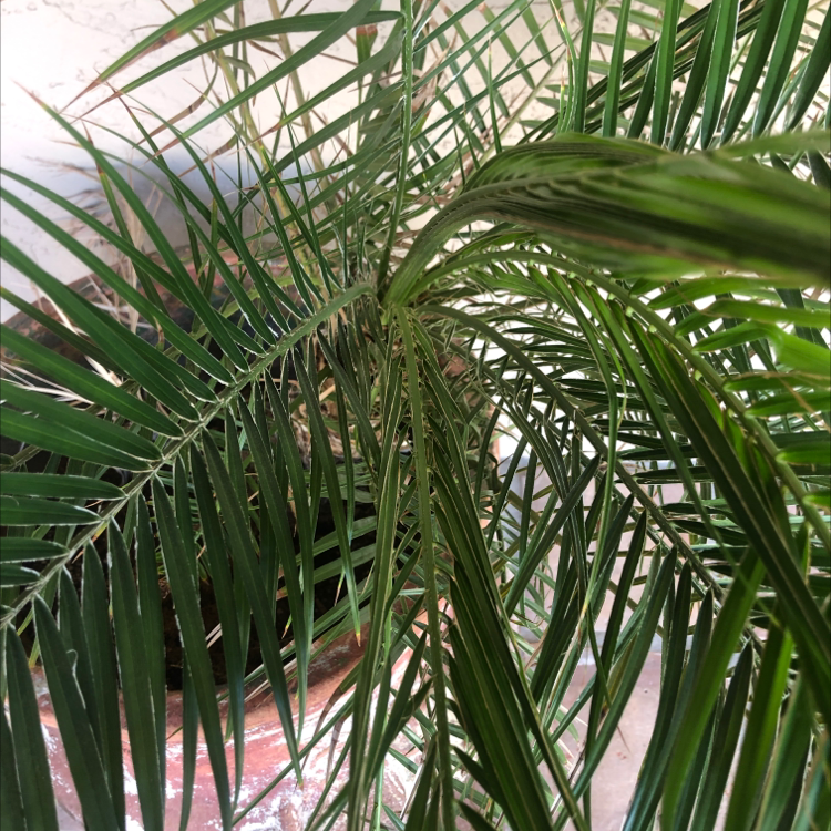 Healthy, thriving pygmy date palm with dense green fronds, well-framed close-up indoor shot.