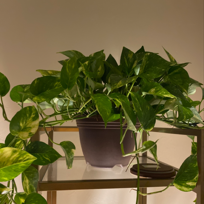 Photo of the plant species Curtain Creeper by Faith named Your plant on Greg, the plant care app