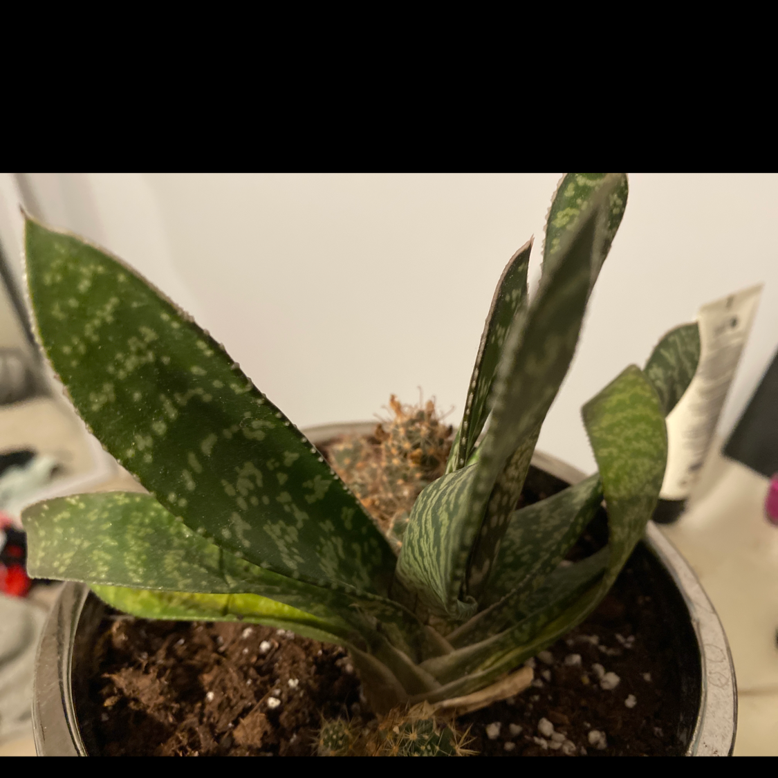 Healthy Ox Tongue succulent plant with thick, dark green, tongue-shaped leaves covered in white bumps in well-draining soil mix.