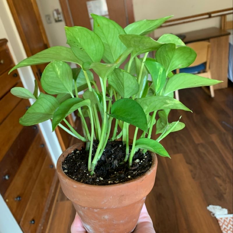 Photo of the plant species Heartleaf Flame Pea by Delaney named Osmo on Greg, the plant care app