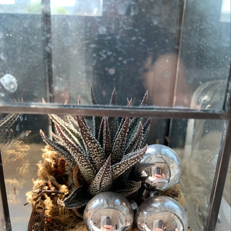 Photo of the plant species Jungle Val by Felicitas named Apollo on Greg, the plant care app
