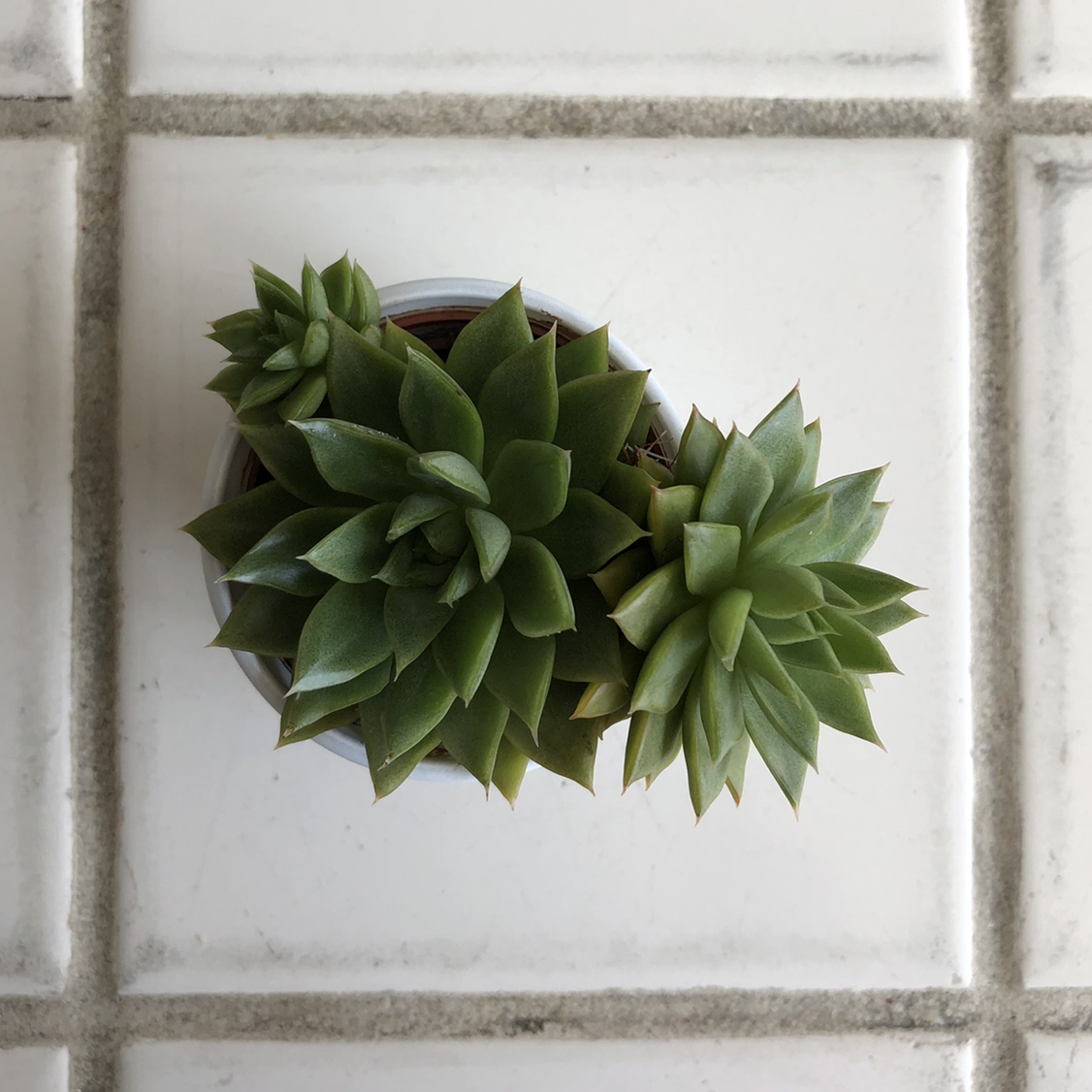 Healthy Lipstick Echeveria succulent in a small pot on a tiled surface.
