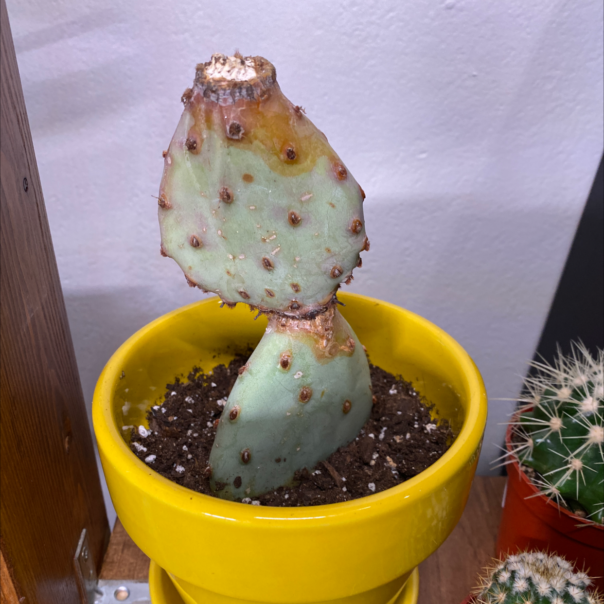 Barbary Fig plant in a yellow pot with visible soil and some browning at the top.