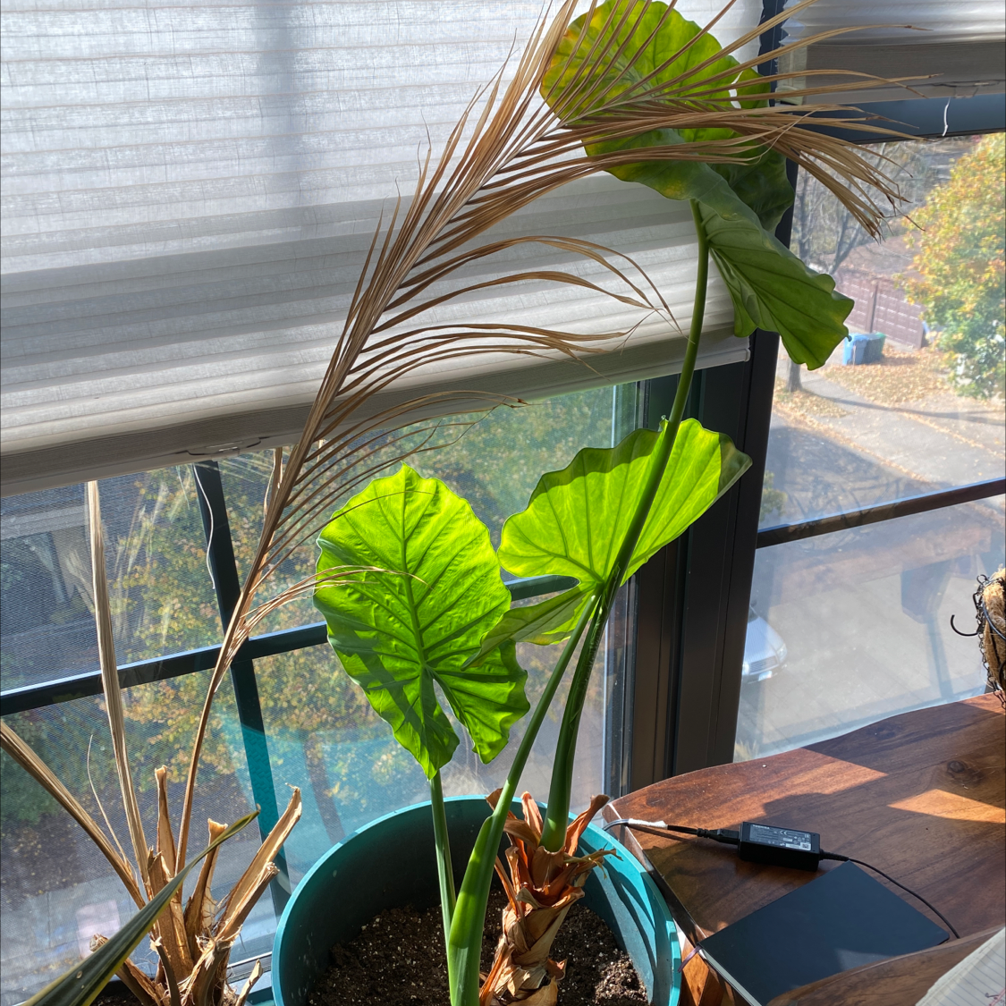 Taro plant in a pot near a window with some browning and wilting leaves.