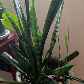 Snake Plant plant in Los Angeles, California