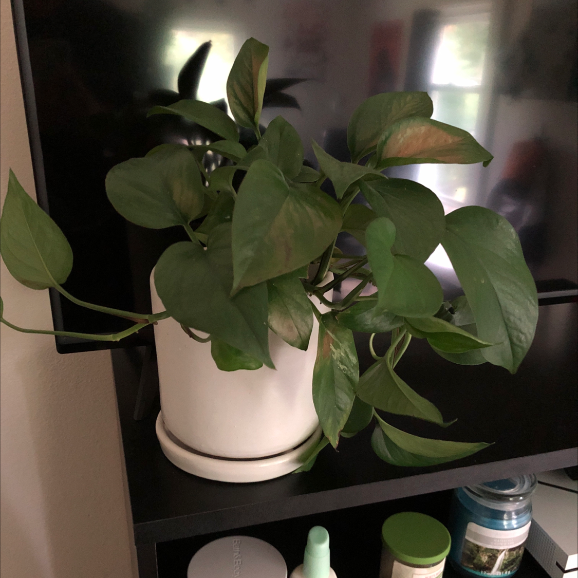 Photo of the plant species Lobster Claws by @Steveasaurous named Ethos pathos logos Doritos Locos Tacos™️ on Greg, the plant care app