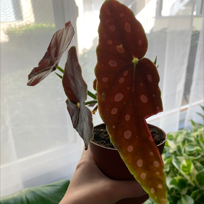 Polka Dot Begonia plant with spotted leaves, held by a hand indoors.