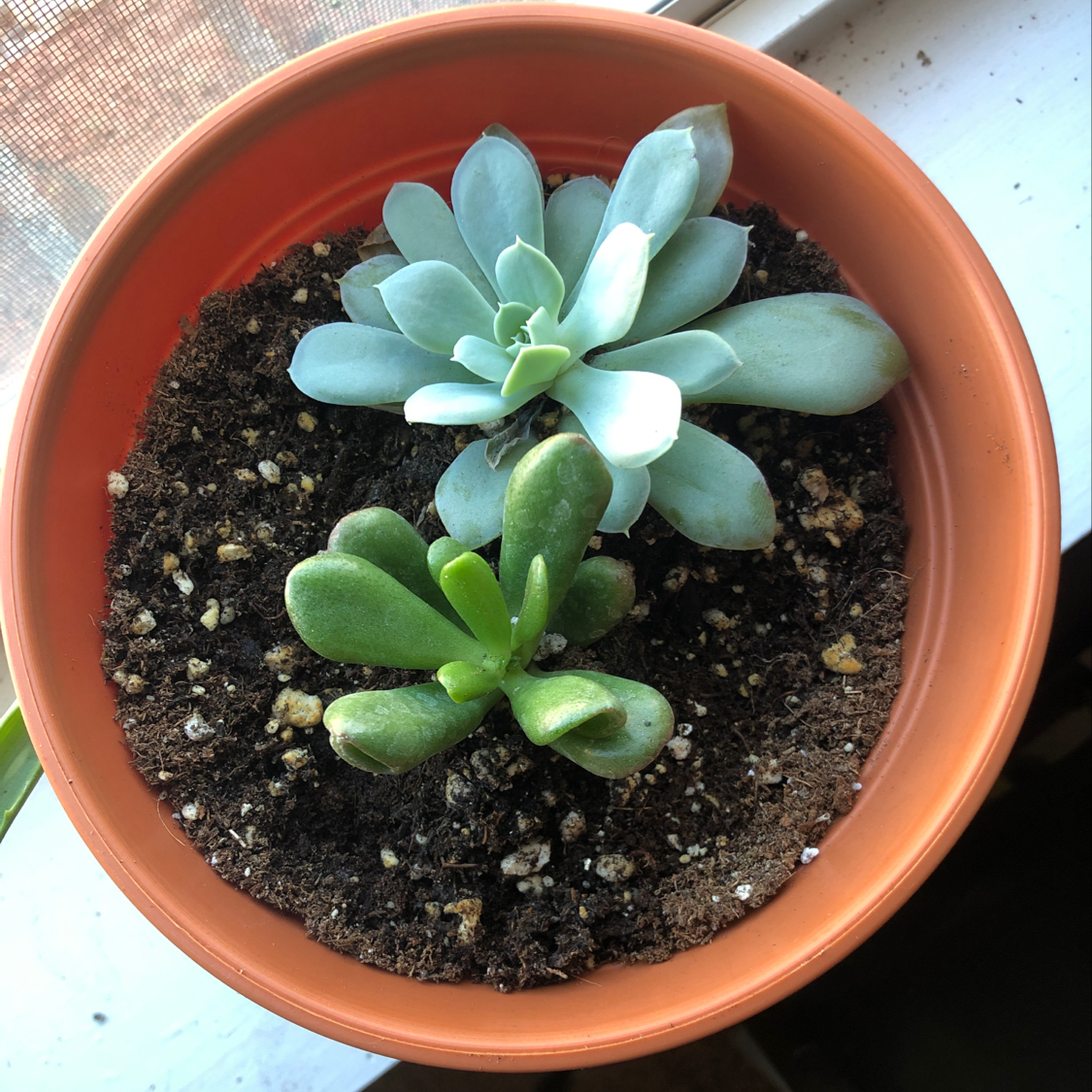 Two healthy Echeveria Runyonii succulents in a pot near a window.