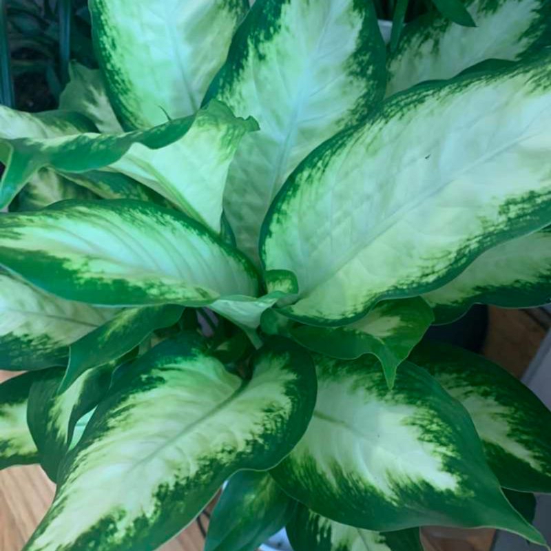 Healthy Dieffenbachia plant with large variegated green and white leaves, well-framed image showing plant's lush foliage.