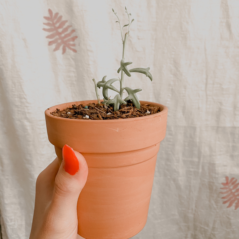 String of Dolphins plant in a terracotta pot held by a hand.