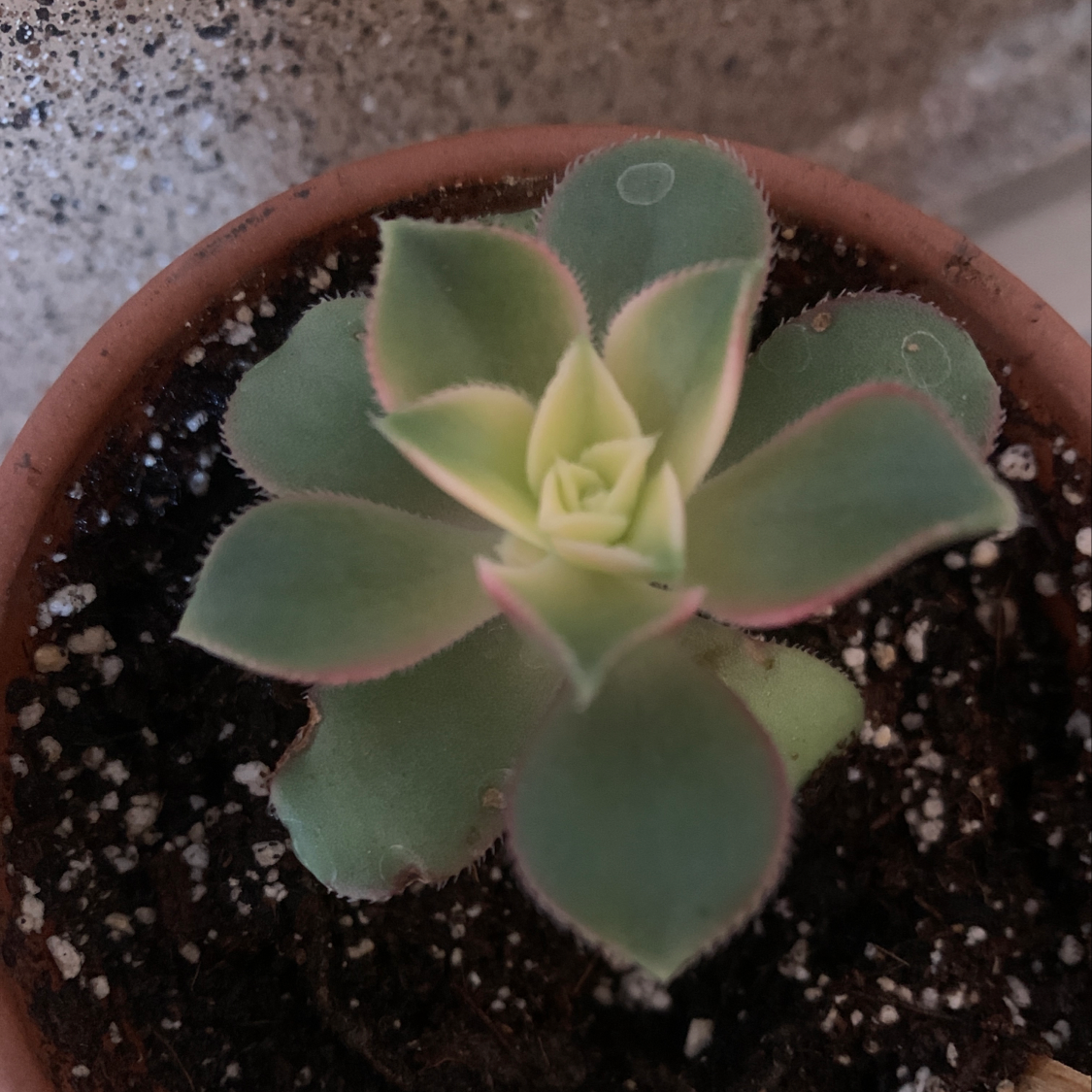 Potted Aeonium 'Kiwi' plant with green leaves and pink edges.