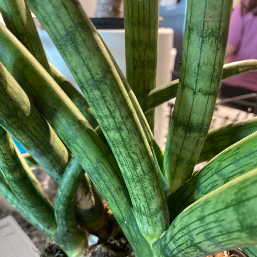 Cylindrical Snake Plant with upright, cylindrical green leaves with darker green stripes.