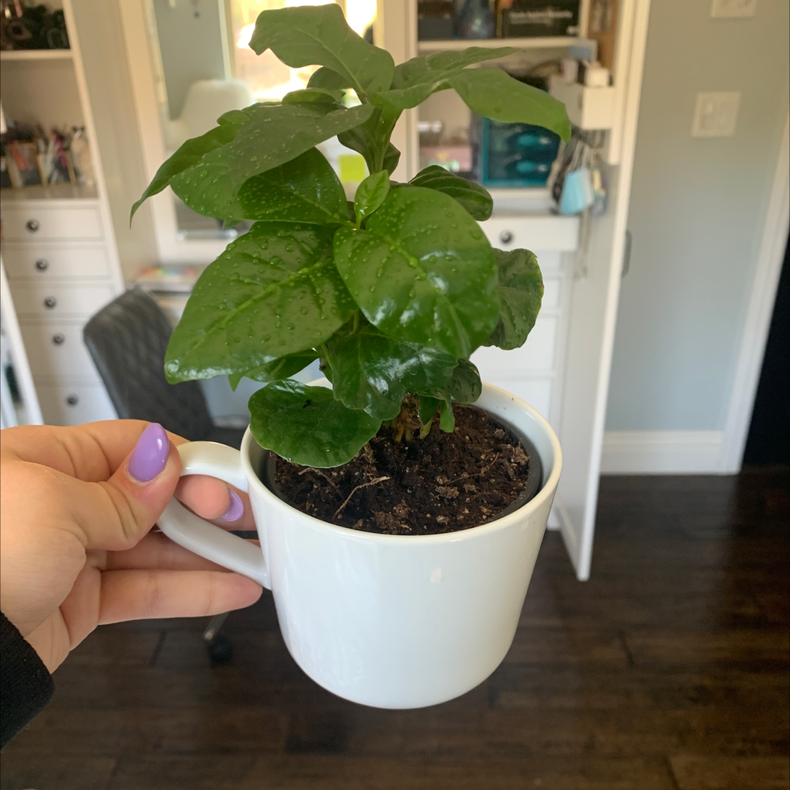 Healthy potted Arabian coffee plant with lush green leaves, held up by hand to show size. Soil visible in white pot.