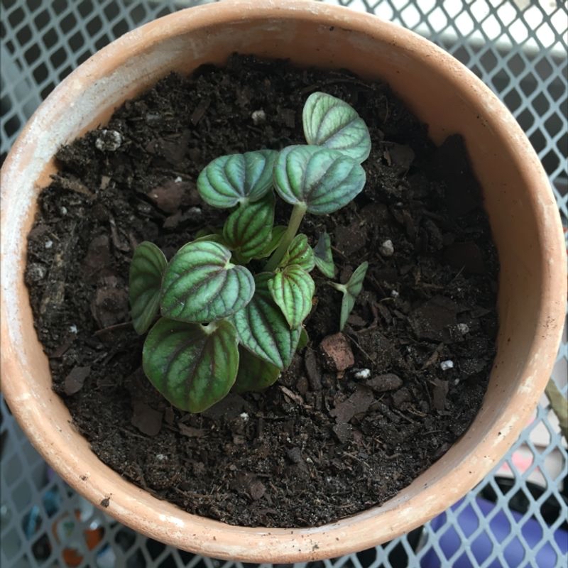 Emerald Ripple Peperomia plant in a terracotta pot with visible soil.