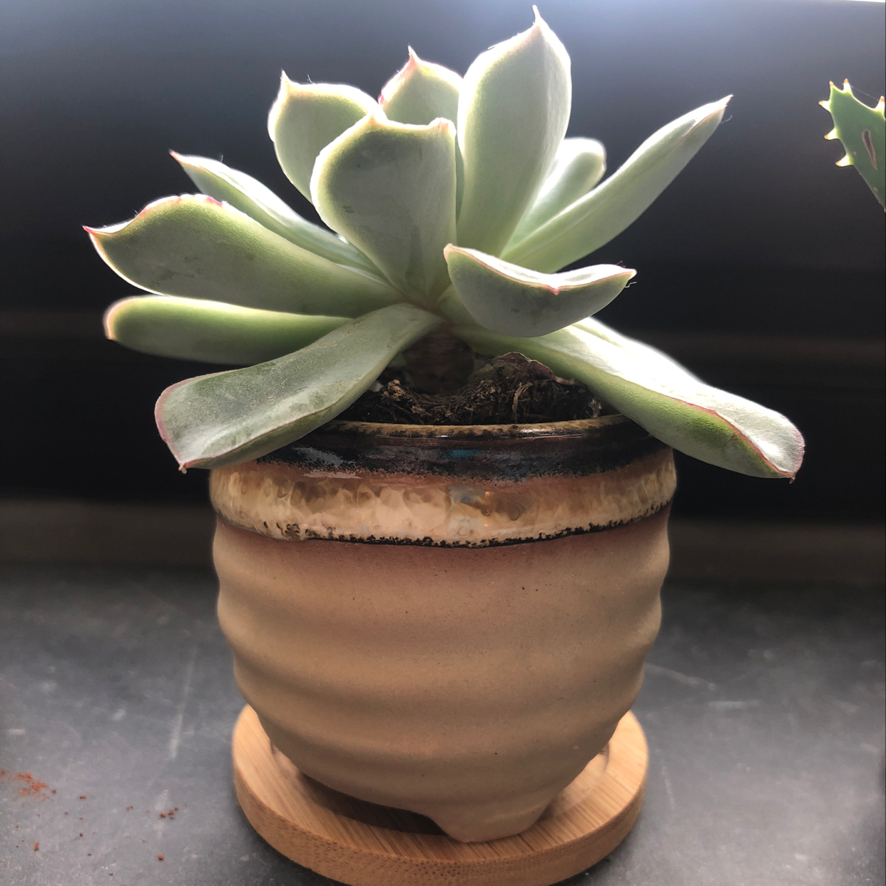 Photo of the plant species Matucana Polzii by Claire named Your plant on Greg, the plant care app