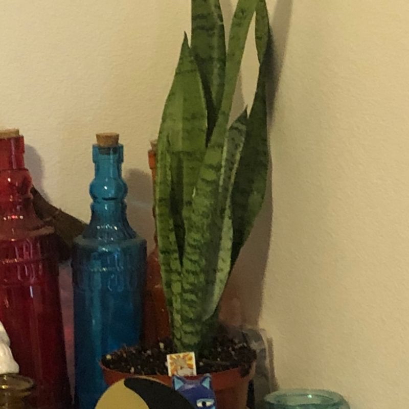 Photo of the plant species Nittany Gold by Gracie named Nagini on Greg, the plant care app