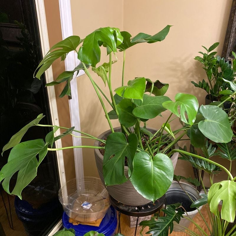 Swiss Cheese Plant Fertilizer How and When to Use It