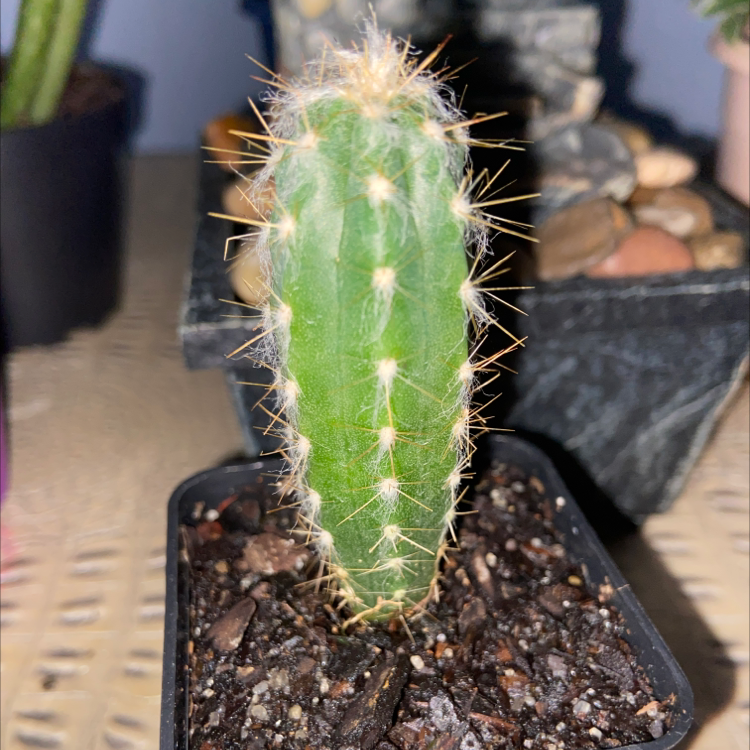 A small Blue Columnar Cactus in a pot with visible soil and spines.