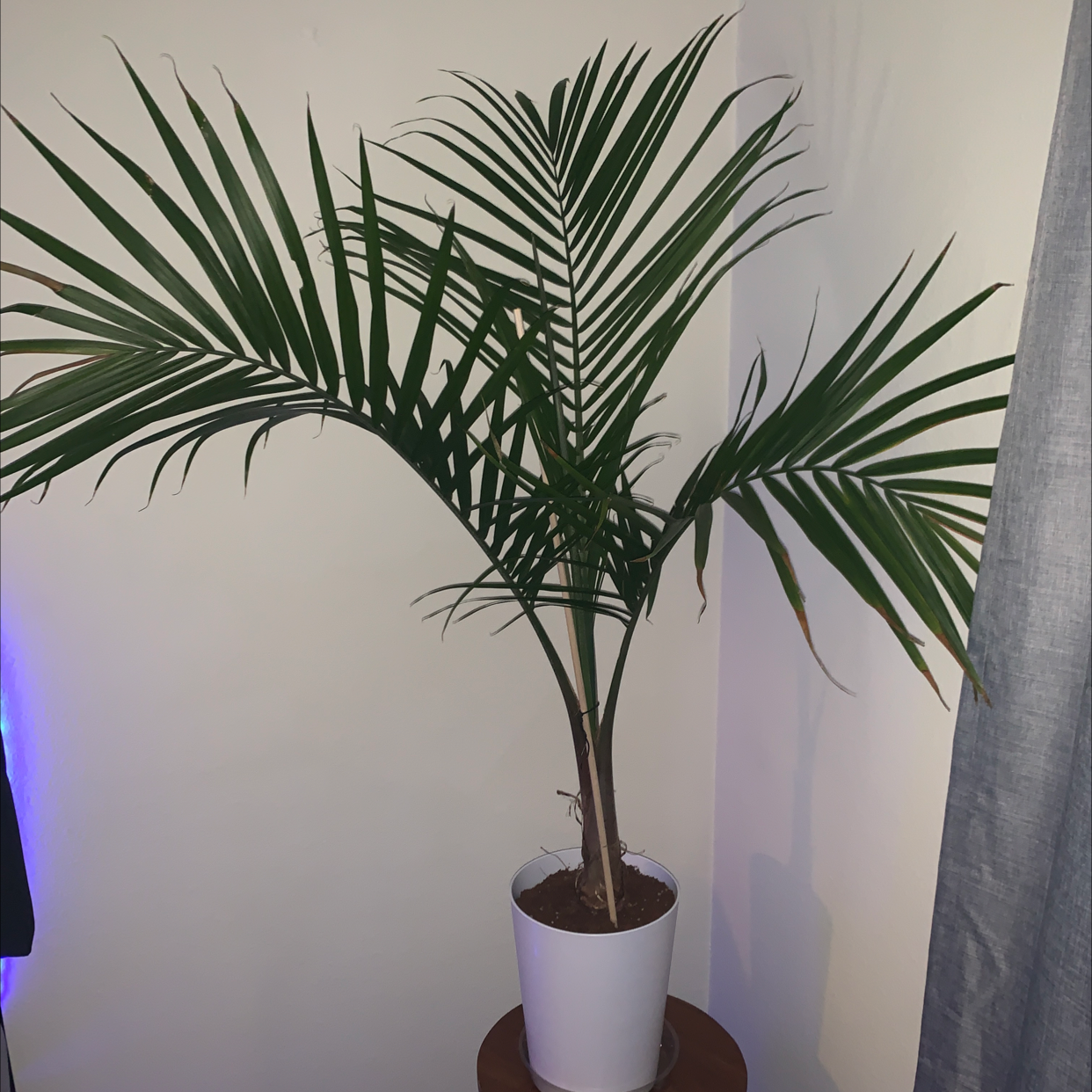 Healthy young Majesty Palm with vibrant green feathery fronds, in a white ceramic pot against a clean background.