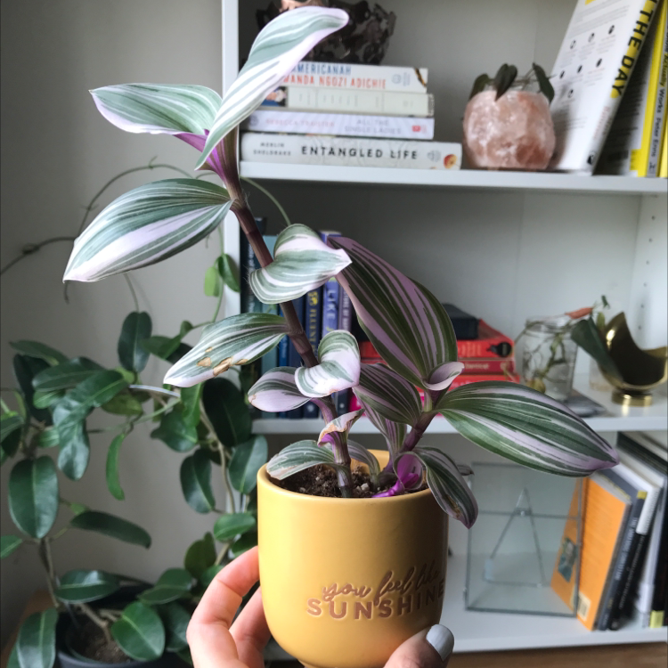 Photo of the plant species Tradescantia Nanouk by @brynsome named Pinky on Greg, the plant care app