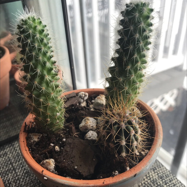 Potted Brittle Prickly Pear cactus with two main stems, healthy appearance.