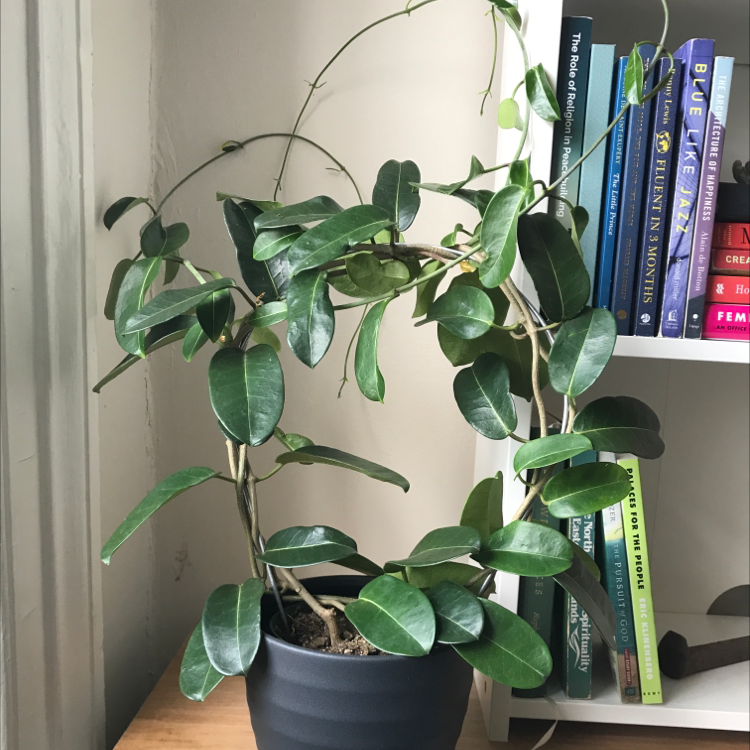 Potted Stephanotis plant with dark green leaves placed indoors near a bookshelf.