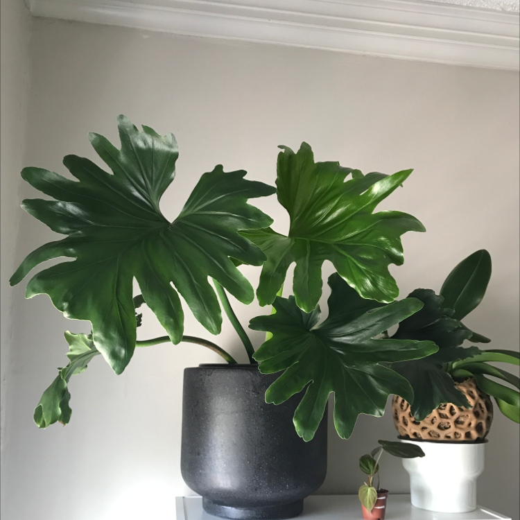 Healthy Split Leaf Philodendron in a black pot with another plant in the background.