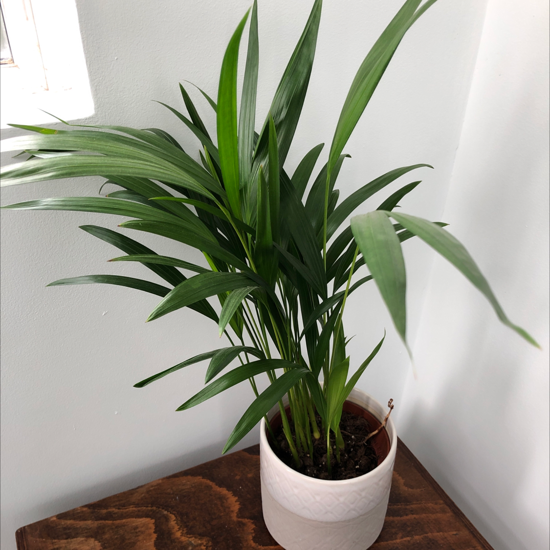 Photo of the plant species Kentia Palm by Jamie named Sandra on Greg, the plant care app