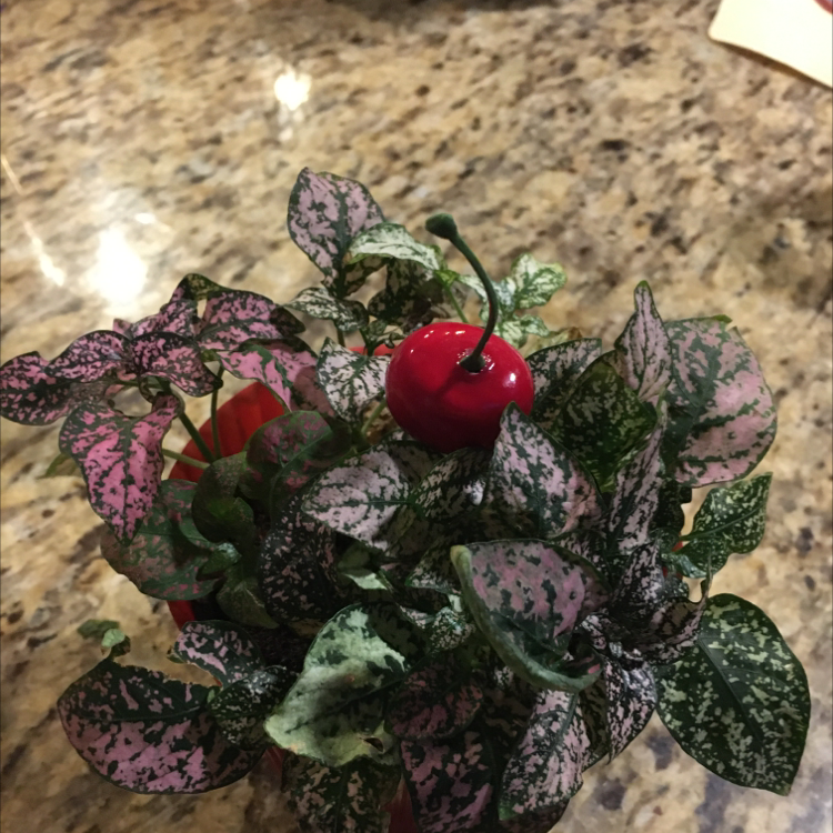 Polka Dot Plant plant photo by @leafface named Hoe on Greg, the plant care app.