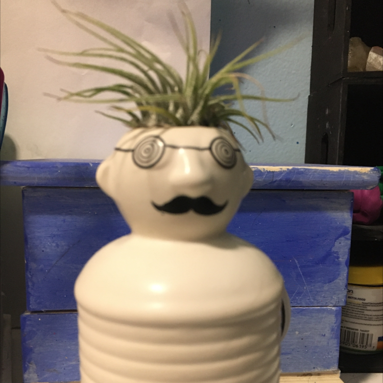 Blushing Bride Air Plant plant photo by @leafface named Mr Avocado on Greg, the plant care app.