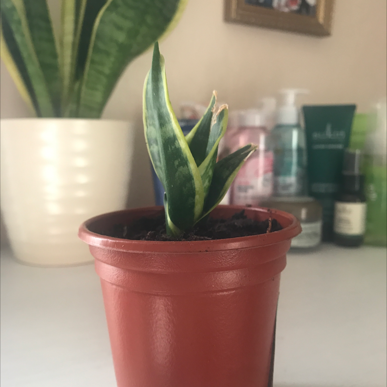 Snake Plant plant photo by Giulia named Susie on Greg, the plant care app.