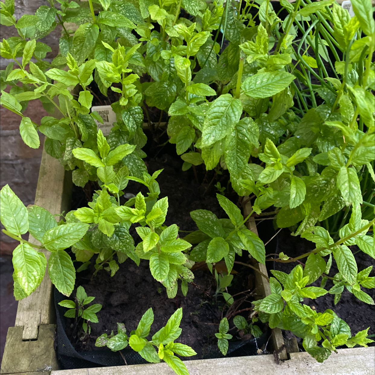 Photo of the plant species Spearmint by @James_M named Spearmint on Greg, the plant care app