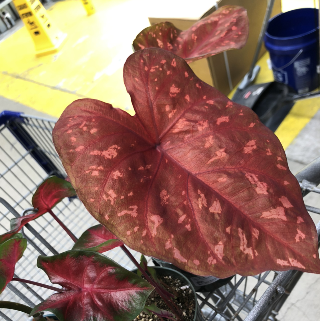 Photo of the plant species Caladium Burning Heart by Rose named Caladium - burning heart on Greg, the plant care app