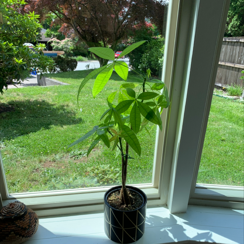 Money Tree plant photo by @Sarah3700 named Martin on Greg, the plant care app.