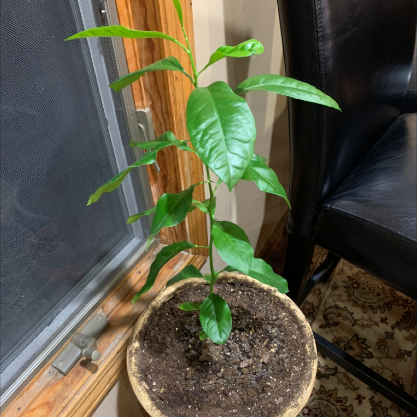 Indoor potted Meyer lemon tree with glossy green leaves and slight yellowing, in a small plastic pot with visible soil.