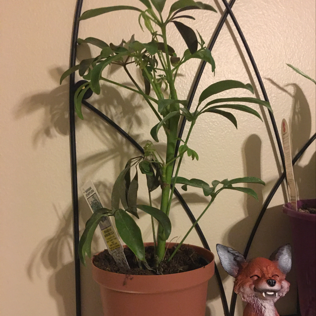 Healthy dwarf umbrella tree plant in terracotta pot with fox figurine. Vibrant green foliage, no signs of disease or distress.