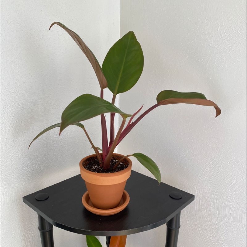 Philodendron 'Red Congo' plant in a terracotta pot on a black stand against a white wall.