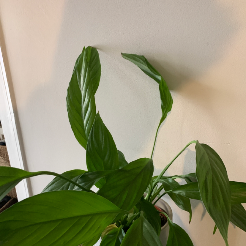 Peace Lily plant photo by @Maxlamb named Shakira on Greg, the plant care app.