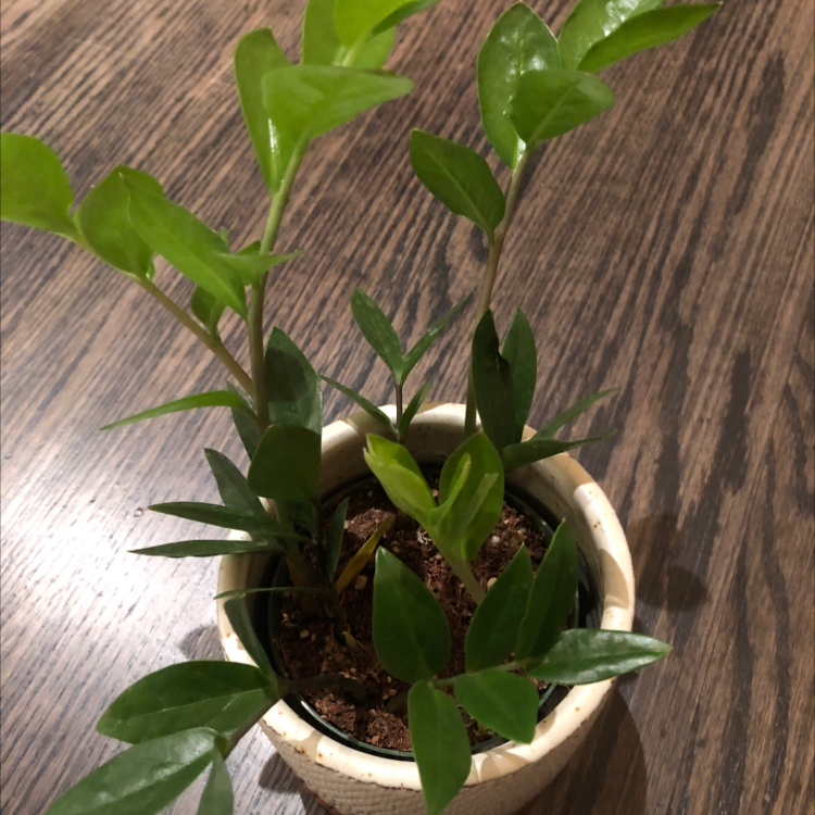 Zamioculcas Zamiifolia plant photo by @chungkim named Your plant on Greg, the plant care app.