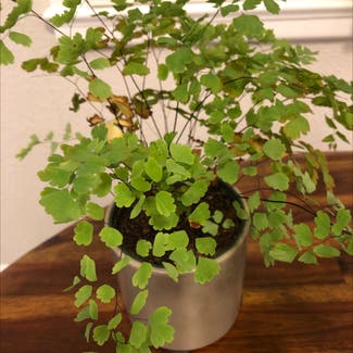 Pacific Maidenhair Fern plant in Somewhere on Earth
