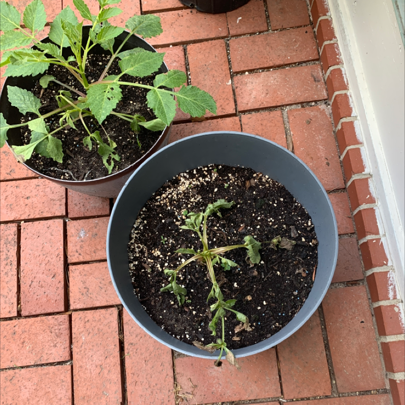Two potted Garden Dahlia plants on a brick surface, one healthy and one wilted.